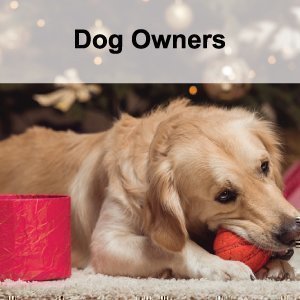 Golden Retriever chewing a toy beside a Christmas tree.