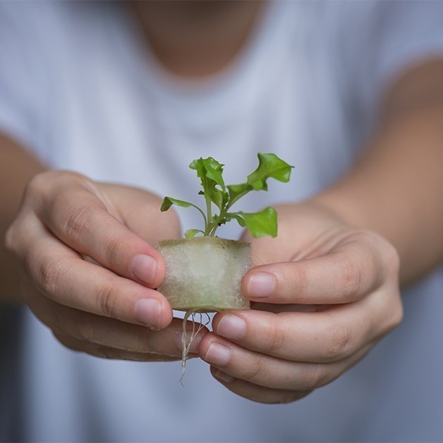 vegetable seedling hydroponic indoor gardening